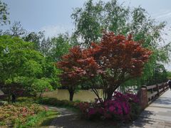 -上海滨江森林公园