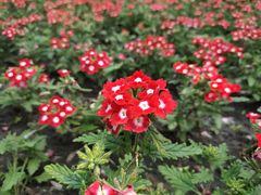 -黑龙江省森林植物园