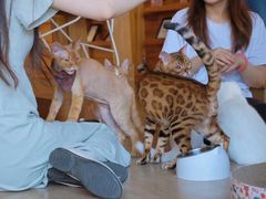 -猫咖时代(中山亭店)