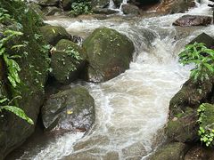 -莫里热带雨林景区