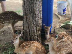 -秦皇岛野生动物园
