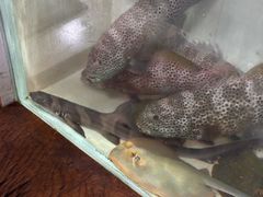 -海盗餐厅
