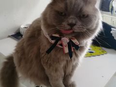 -我爱猫咪·猫咖·狗咖·安哥拉兔·羊驼咖(小寨华旗店)
