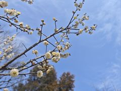 -梅花山(明孝陵内)