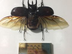 -上海昆虫博物馆