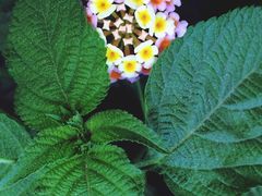 -巴黎贝甜(周浦海印店)