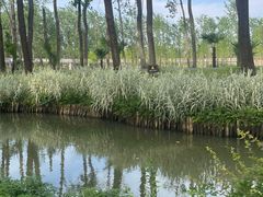 -合肥滨湖国家森林公园