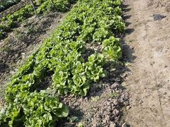 -新塘水果乐园(东洲大道店)