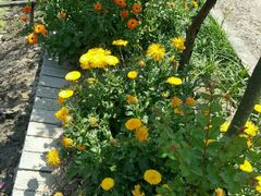 -同銮特种养殖场·龙虾垂钓