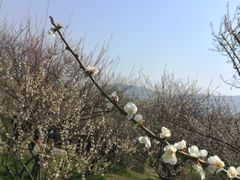 -香雪海