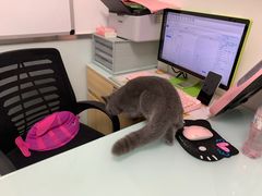-宠福鑫康馨动物医院·骨科·眼科