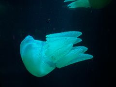 -悉尼海洋生物水族馆