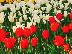 -长春公园(普阳街道)