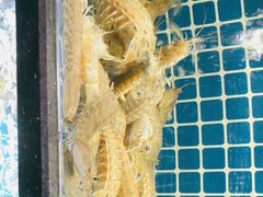 -鑫悦楼煎蟹·16年海鲜大排档