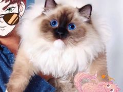 -Bastet sally猫舍购宠(静安店)