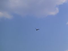 -北京麋鹿生态实验中心