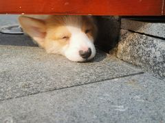 -柯斗斗主题餐厅·狗咖·围炉煮茶·茶饮(国瑞升平里店)