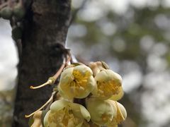 -槟城宝盛园民宿