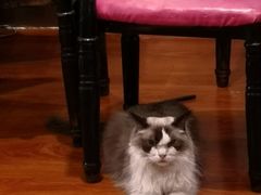-猫小院猫主题咖啡厅(北锣店)