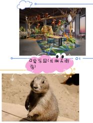 -七巧国萌宠乐园(龙湖天街店)