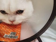 -艾吉宠物医院·疑难杂症转诊中心·猫友好(碧江路院)