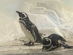 -上海海洋水族馆