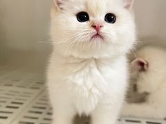 -lincat·猫舍(广州店)