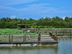 -大湾区中央湿地公园