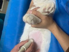 -纳吉亚猫专科动物医院(康都外科中心)