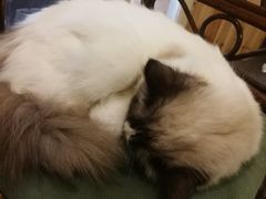 -猫色咖啡·猫咖