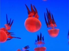 -上海海洋水族馆