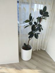 -HEYAN荷妍专业脱毛连锁机构