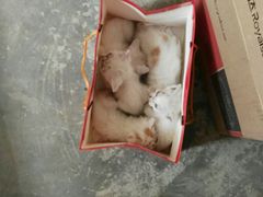 -丹景宠物医院·全科·老年病·牙科(武昌诊疗中心)
