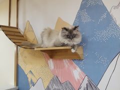 -滚猫咖啡·猫咖·猫友好撸猫(未来城店)