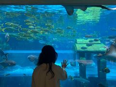 -亚龙湾海底世界