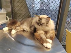 -怪兽屋·羊驼·猫咖·狗咖(俊华广场店)