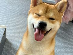 -柴源莊·柴小宠柴犬咖啡