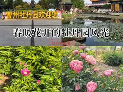-曹州牡丹园