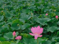 -荷塘月色湿地公园·向阳花洲