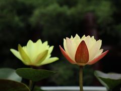 -上海滨江森林公园