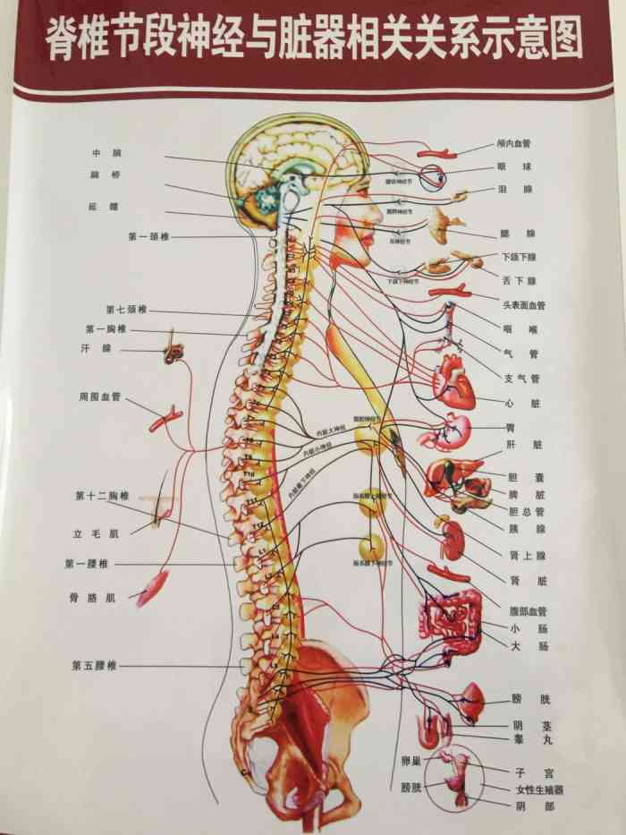 后腰疼痛位置图详解图片