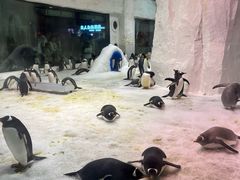 -大连圣亚海洋世界