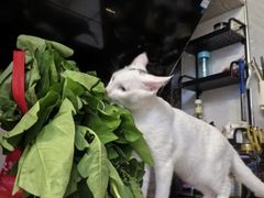 -宠颐生汉谟拉比宠物医院