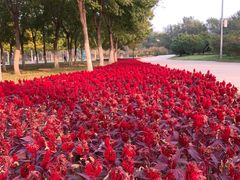 -永定河休闲森林公园