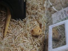 -守诺宠物医院·眼科· 神经外科·爬宠专科(虹口店)