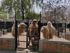 -保定市动物园