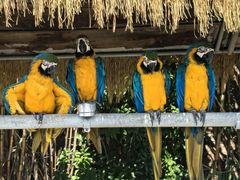 -西霞口神雕山野生动物世界