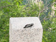 -北京凤凰岭