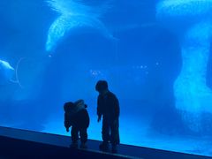 -海合安武汉极地海洋公园