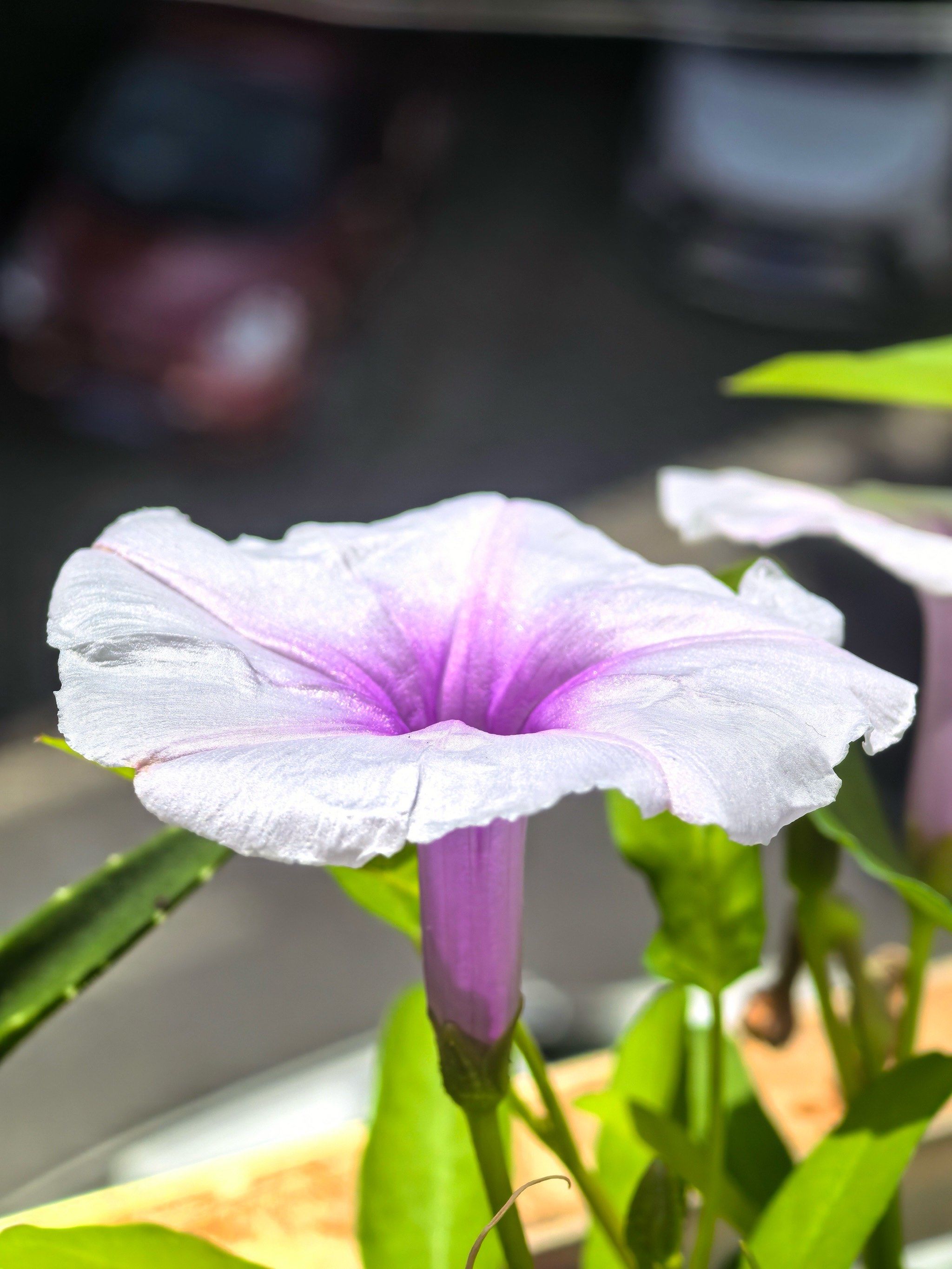 哇塞,空心菜开的花好漂亮